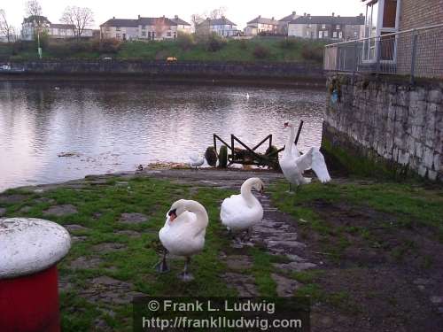 Swans